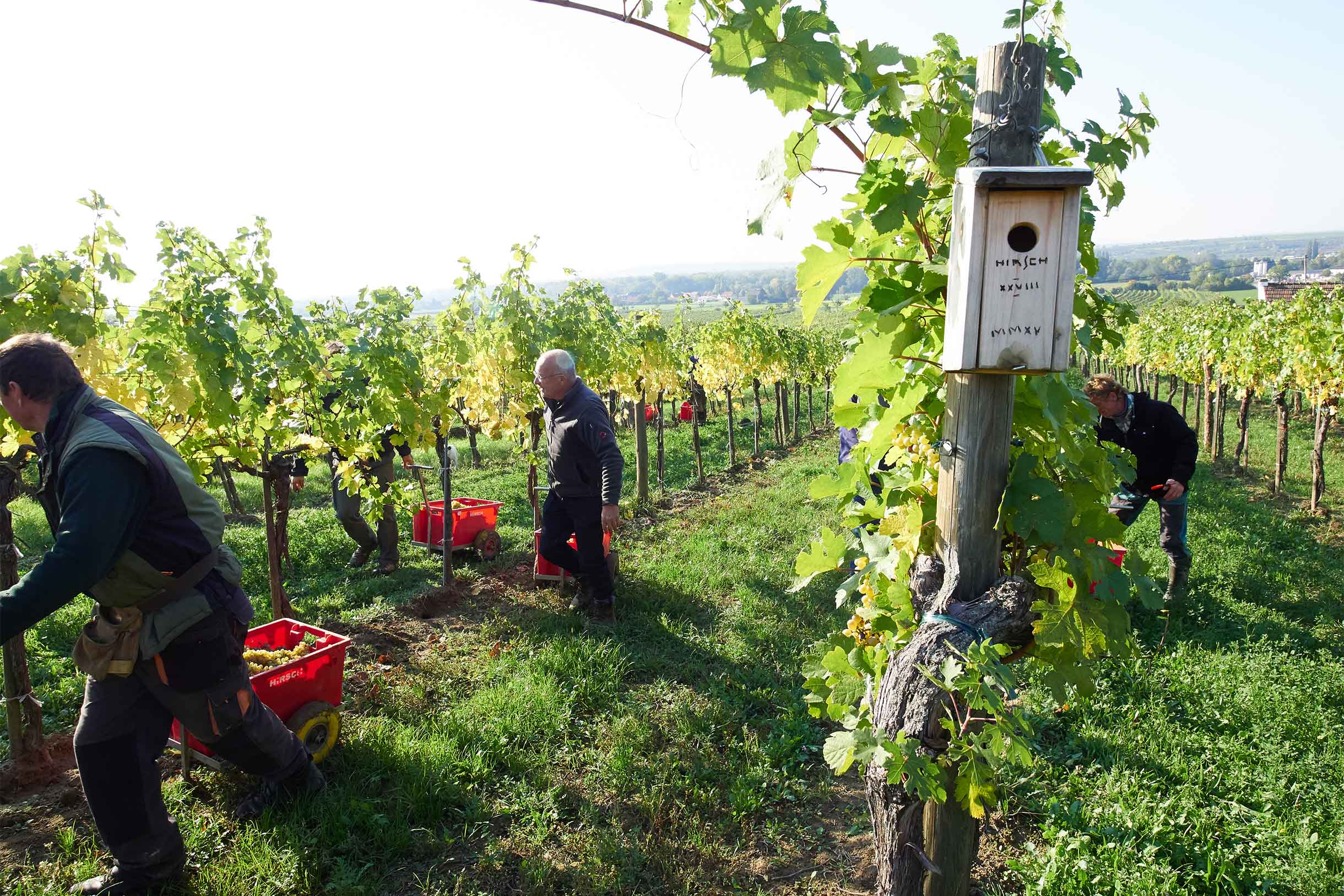 Weingut Hirsch