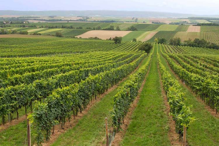Weingut Lukas Markowitsch