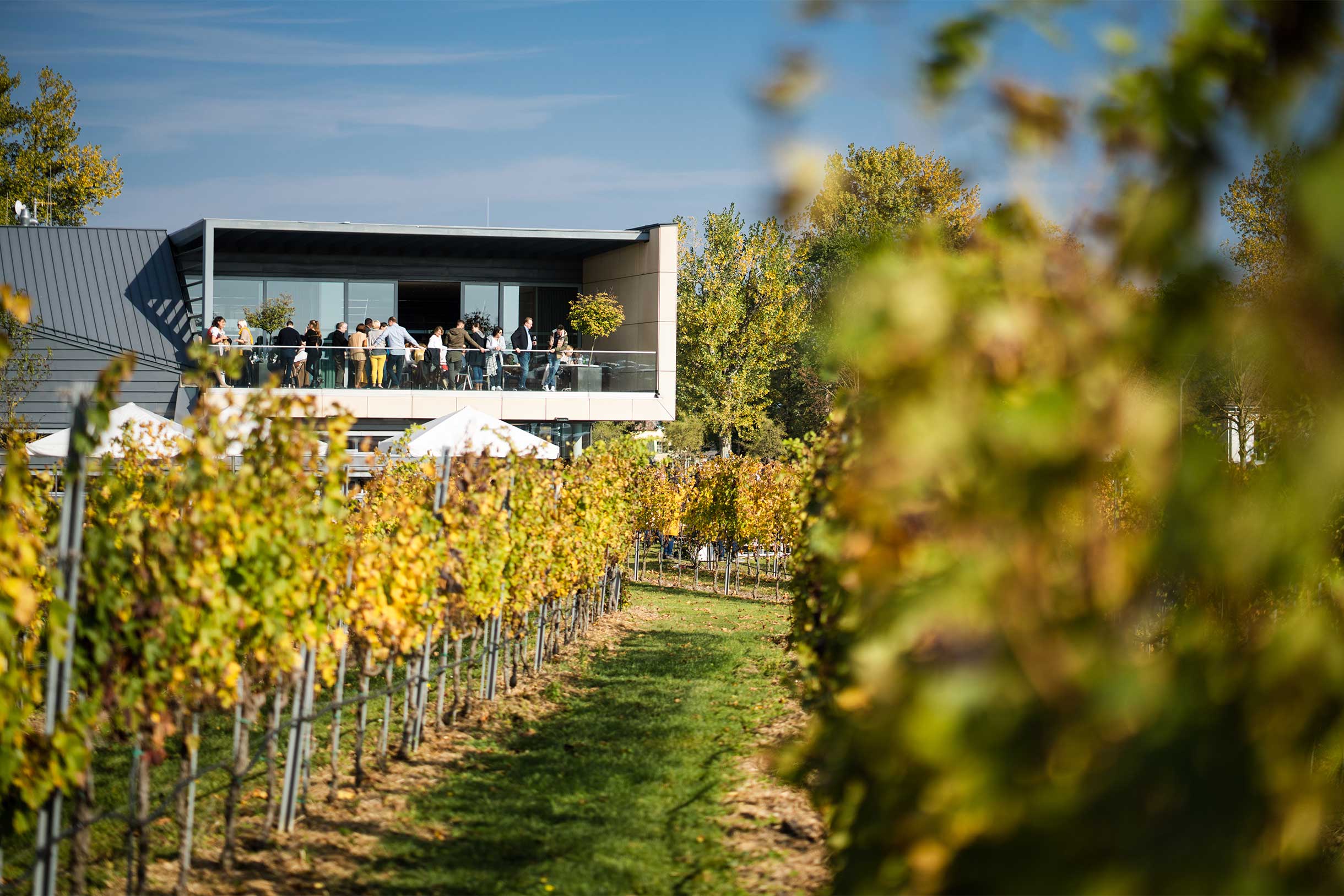 Weingut Esterhazy