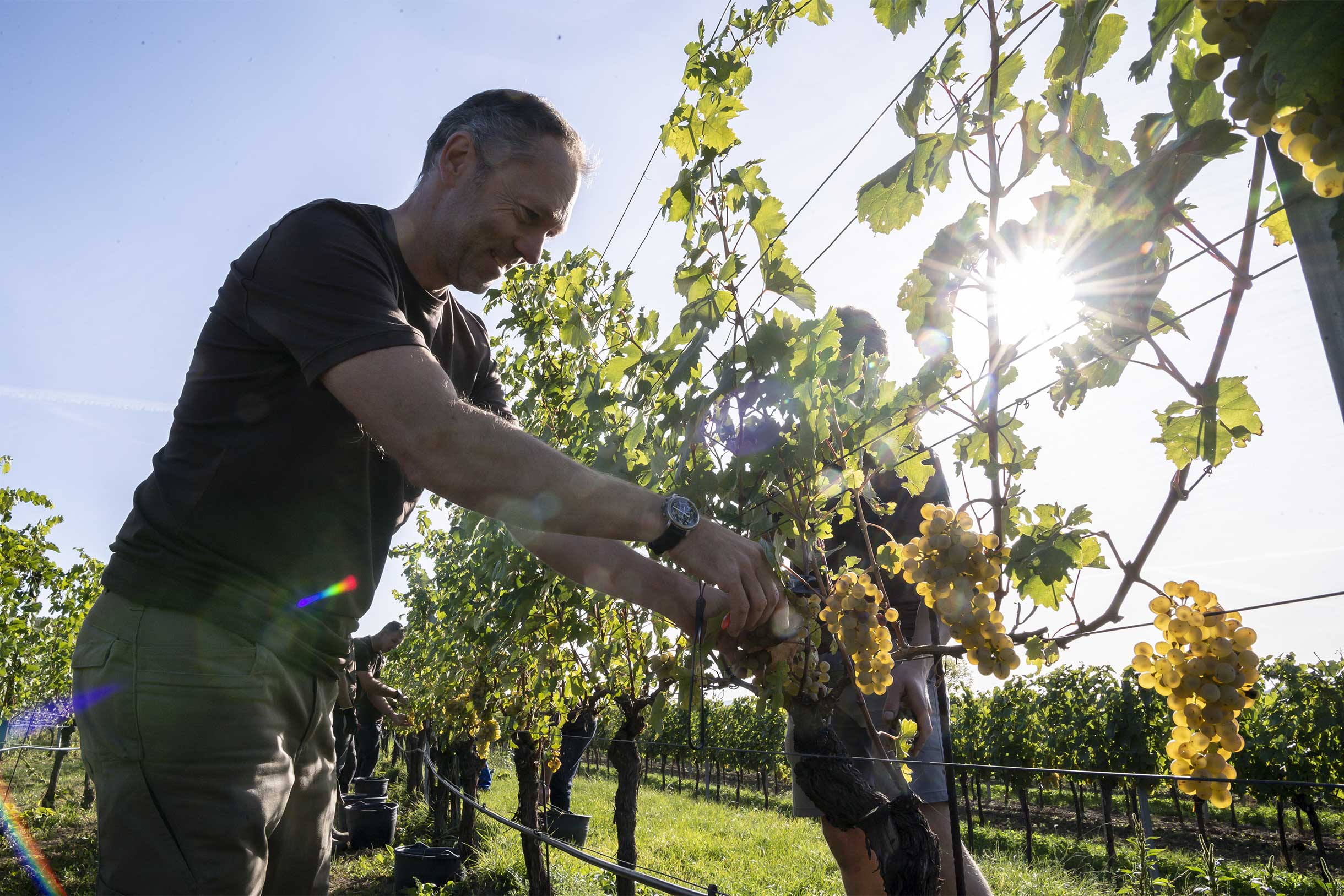 Weingut Weszeli